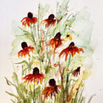 Black Eyed Susans